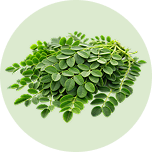 Moringa